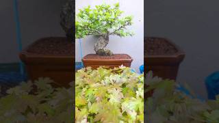 Ulmus Parvifolia amp Acer Palmatum bonsai 🌱 [upl. by Ayvid954]