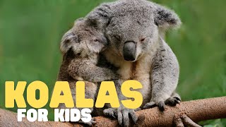 Koalas for Kids  Learn all about these sleepy marsupials [upl. by Yle307]