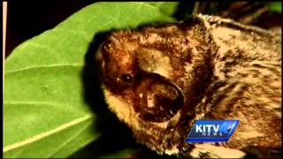 The Hoary Bat may become Hawaiis state mammal [upl. by Kamat]