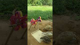 Creative amazing bird trap shorts youtubeshorts [upl. by Rosaline]