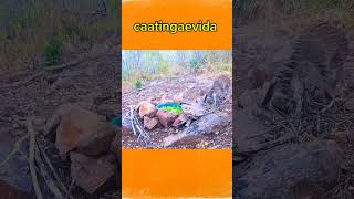 Jaguatirica atacada😱 animais caatinga jaguatirica mundoanimal curiosidades [upl. by Benito]