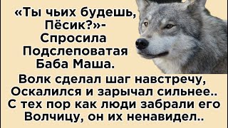 «Красная шапочка где твой Серый волк»над бабой Машей в деревне посмеивались а Она…🐺 [upl. by Ykcin583]