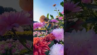 Easy Flower Garden Inspiration2022 [upl. by Yrrej]