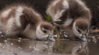 Noorderplantsoen  Trailer Natuurfilm [upl. by Nyrahs]