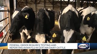 Federal order requires testing reporting of avian flu in some dairy cattle [upl. by Nonnaehr597]