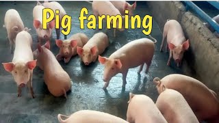 piggery farm Pig farming [upl. by Eceined419]