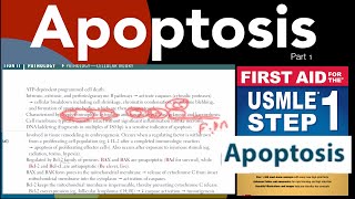 Apoptosisintrinsic amp extrinsic pathway in HindiUrdu by first aid for USMLE step 1 [upl. by Yenhpad]