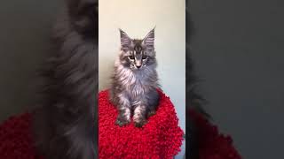 Peleldis Black Silver Blotched Tabby Maine Coon Male Kitten Available Now  Purebred Kitties [upl. by Aristotle797]