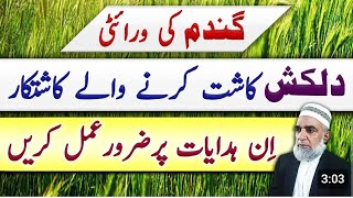 Tips for better yield of Dilkash Wheat variety  crop Reformer wheatvarieties [upl. by Deeas110]