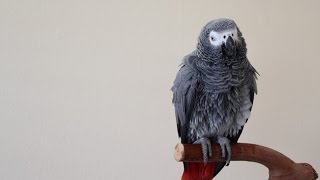 How to Train Your Parrot to Talk [upl. by Maller]