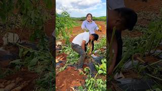 Sweet Potatoes 🍠🍠 Harvesting from Farm With Rural Farmer Activites 👍 shorts youtubeshorts [upl. by Eneres]