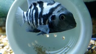 convict cichlid breeding female convict cichlid laying eggs [upl. by Yatnod154]