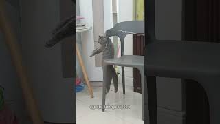 Silly cat 🤣cat funny [upl. by Anstus371]