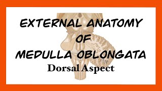 External Anatomy of Medulla Oblongata Dorsal Aspect [upl. by Neiluj]