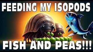 Feeding My Pet Isopods Fish And Peas Isopod House Terrarium 4K [upl. by Ailahtan220]