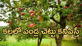 Kalalo Pandla chettu Kanipisthe  Kalalu Vati Phalithalu  Dreams In Telugu  Laxmi Devotional [upl. by Donielle498]