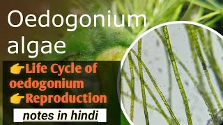 Oedogonium  Life cycle of oedogonium botany algae [upl. by Ettenirt]