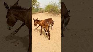 donkeys virlshort kicks pets funny [upl. by Acenom115]