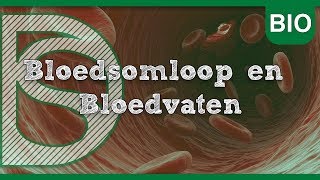 Biologie  Bloedsomloop en Bloedvaten Bloedsomloop [upl. by Anihcak763]