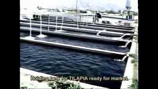 002 INTENSIVE TILAPIA FARMING  Coachella Valley Cal USA [upl. by Noitsuj]