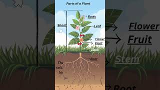 Parts of a plant  Different parts of a plantParts of plants and their functions [upl. by Eelatan]