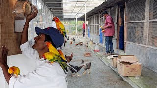 Parrots Released Into Our New Aviary  Naya Firm Pe Bird Chor Diya [upl. by Anitneuq]