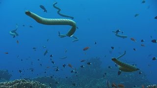 The adaptations of sea snakes  The Wonder of Animals Episode 11 Preview  BBC Four [upl. by Eleirbag]