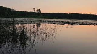 One of Minnesotas Best Sounds Beautiful Loon Calls on a Lake on a Peaceful Summer Evening [upl. by Ttevi]