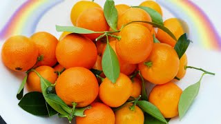 How to Harvest Calamondins Calamondin Citrus Mitus Acid Orange Calamansi [upl. by Suciram]