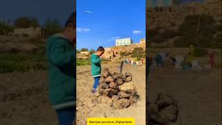 bamiyan potato village villagelife villagelifestyle naturalbeauty nature [upl. by Aihsilef]