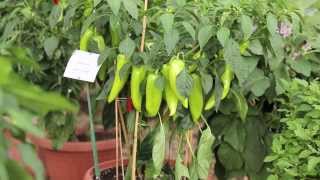 Graines Baumaux légumes pour terrasses balcons et patios [upl. by Justine]