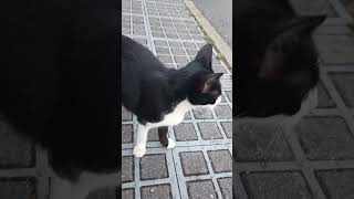 Cat greets nature beauty relax shorts cat animals city autumn beautiful funny mood greet [upl. by Mommy]