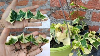 Grow English Ivy faster from leaves in easy way with full Updates  How to grow Ivy Plant [upl. by Greene]