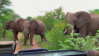 Camp George Simbavati  Klaserie Game Reserve South Africa [upl. by Brahear]