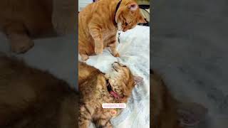 Cats fight cats cutecatsforyou funnytiktok funnyvideos usa funnyanimals fypシ viral funnyca [upl. by Petula]