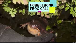 Pobblebonk Frog Call  Banjo Frog Limnodynastes dumerilii [upl. by Aerbma914]