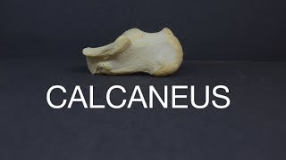 CALCANEUS [upl. by Novad]