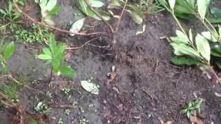 How to absolute best way to propagate rhododendron [upl. by Asilahs]