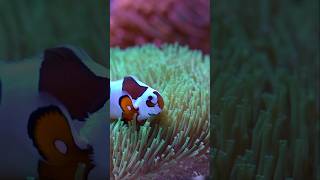 rootsrockeggae bobmarley clownfish ocellaris toadstool coral goniopora goni coralreef 90mm [upl. by Wallis]