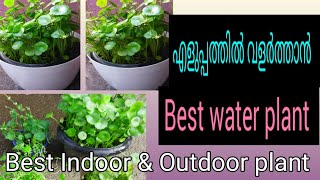 pennywort plant care amp decoration method [upl. by Llerref]