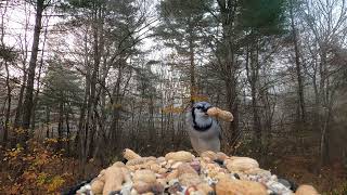 Cardinal Chickadee Blue Jays Woodpecker [upl. by Tisha]