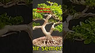 Plogram pecah batangjaya bonsai caenal [upl. by Sam]