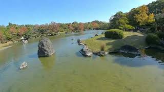 Japanese Garden under 100g digital FPV [upl. by Alahsal]