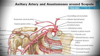 Анатомия с АВ Подключичная a subclavia и подмышечная a axillaris артерии [upl. by Airahcaz]