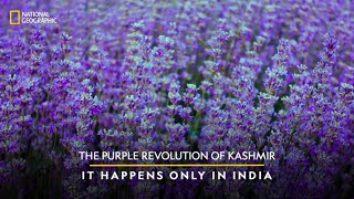 The Purple Revolution of Kashmir  It Happens Only in India  National Geographic [upl. by Einaffets]