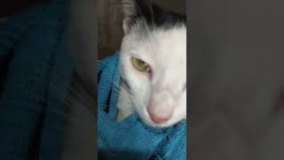 Video ini sebelum aku kehilangan si poni tuk selama lamanya☹️☹️ kucinglucu catlover kucing [upl. by Annaiv]