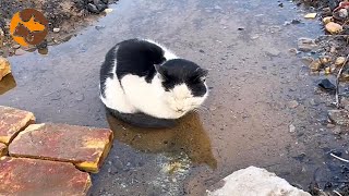 A Cow Cat Lying in a Puddle Quietly Awaiting Death [upl. by Sandra]