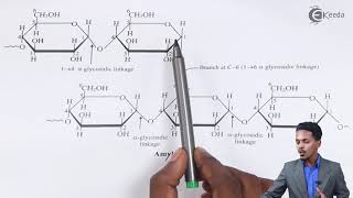 Structure Of Amylopectin  Biomolecules  Chemistry Class 12 [upl. by Lasko]