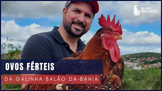 Começou a temporada de OVOS FÉRTEIS e tem ovos de Galinha Balão disponível  E36 [upl. by Malanie]