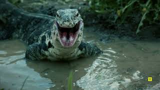 LA CASA DE LOS REPTILES  ESTRENO NUEVA SERIE  NATIONAL GEOGRAPHIC WILD [upl. by Annodas]